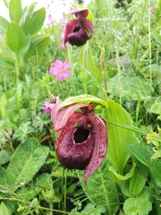 Cypripedium tibeticum