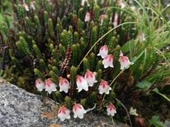 Cassiope selaginoides