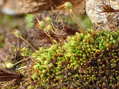 Conostomum tetragonum