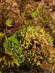 Conostomum tetragonum