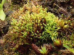 Conostomum tetragonum
