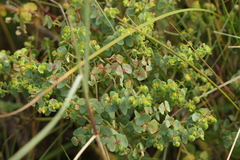 Euphorbia portlandica