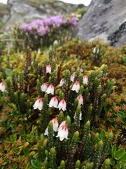 Cassiope selaginoides