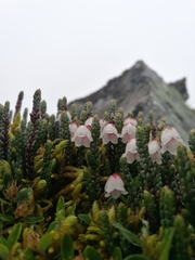 Cassiope selaginoides