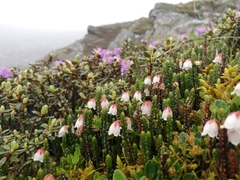 Cassiope selaginoides