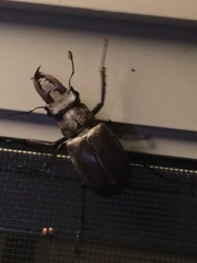 Lucanus maculifemoratus
