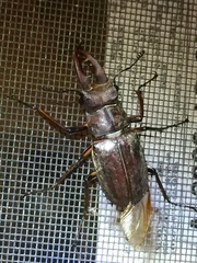Lucanus maculifemoratus