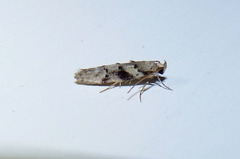 Coleotechnites atrupictella