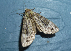 Anaplectoides prasina