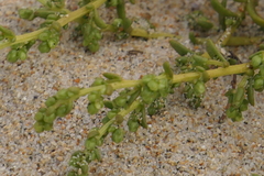 Artemisia campestris maritima