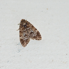 Scaphidriotis xylogramma