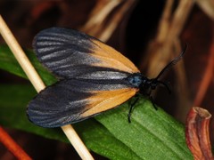 Pyromorpha dimidiata