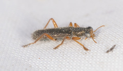 Lemidia subaenea