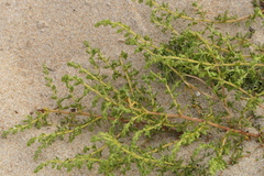 Artemisia campestris maritima