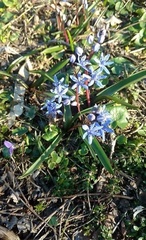 Scilla bifolia