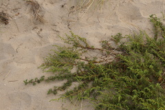 Artemisia campestris maritima