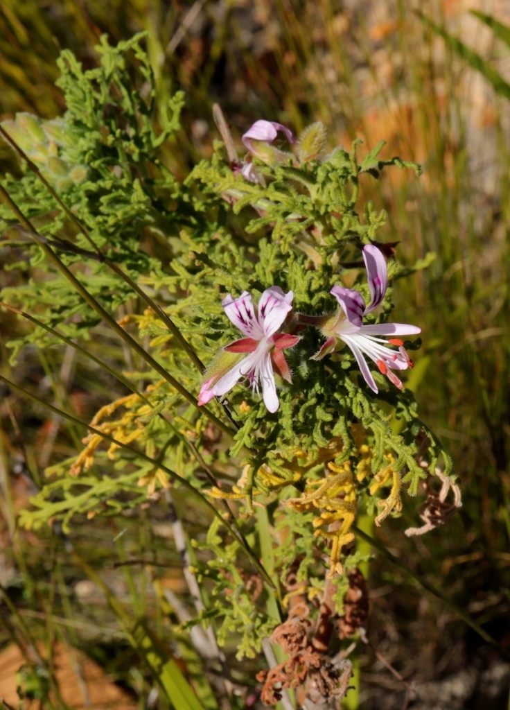 Rasp-leaf pelargonium from Bergplaas East, Outeniquas on August 7, 2020 ...