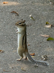 Eutamias sibiricus