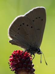 Phengaris nausithous