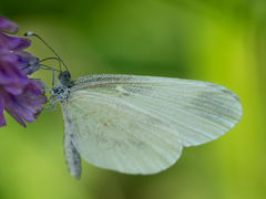 Leptidea
