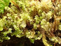 Mesoptychia collaris