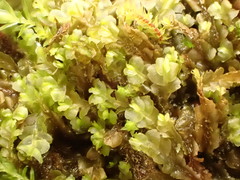 Mesoptychia collaris