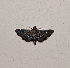 Diathrausta harlequinalis