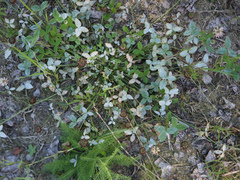 Erysiphe trifoliorum