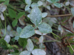 Erysiphe trifoliorum