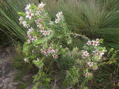 Diosma awilana