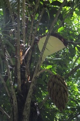 Astrocaryum mexicanum