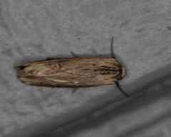 Crambodes talidiformis