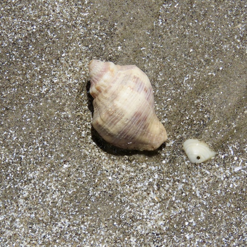 Stramonita floridana