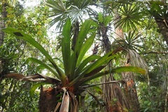Werauhia