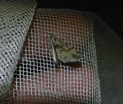 Eupithecia sinuosaria