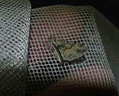 Eupithecia sinuosaria