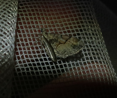 Eupithecia sinuosaria