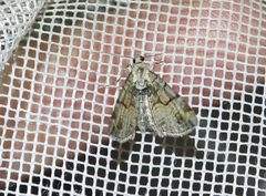 Eupithecia sinuosaria