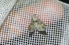Eupithecia sinuosaria