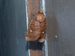 Pseudorthodes vecors