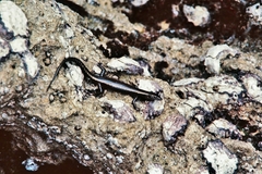 Cryptoblepharus africanus