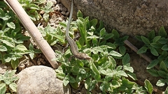 Podarcis guadarramae guadarramae