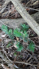 Taxus canadensis