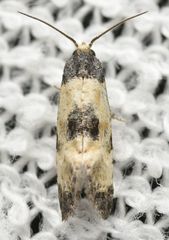 Neocochylis dubitana