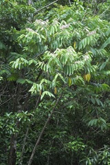 Trichospermum galeottii