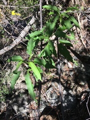 Omphalea celata