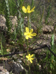 Moraea lewisiae