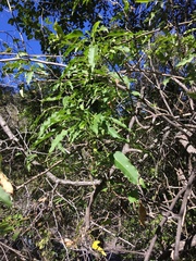 Omphalea celata