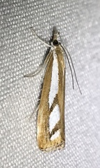 Catoptria latiradiellus