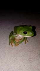 Agalychnis dacnicolor